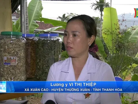 Lương y Vi Thị Thiệp - Người tâm huyết và phát triển y học truyền thống