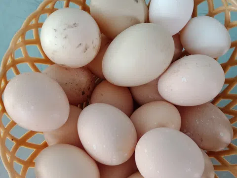 Cặp vợ chồng ở TP.HCM trồng rau, chia tặng hàng xóm trong dịch