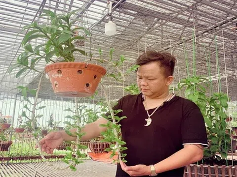 Nghệ nhân Nguyễn Đăng Ghin: Thị trường hoa lan sớm sôi động trở lại