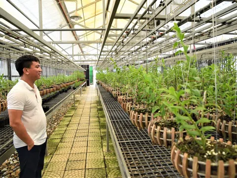 Nghệ nhân Trương Quốc Chính chia sẻ về xu hướng phát triển thị trường hoa lan hậu COVID19