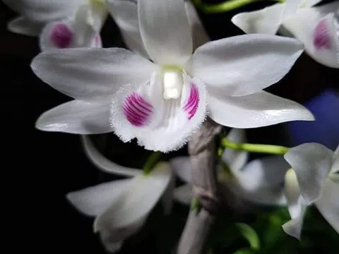 Hướng Đi Nào Để Hoa Lan Phát Triển?