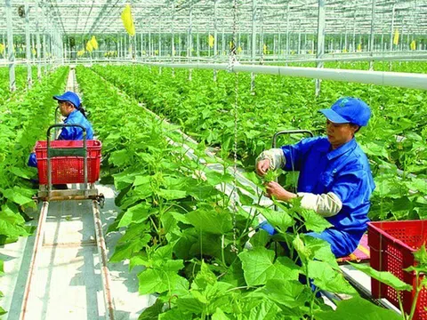 OCOP: MỘT CHƯƠNG TRÌNH THIẾT THỰC VÀ ĐIỂM SÁNG THỦ ĐÔ