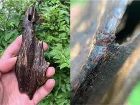 Săn trầm và những chuyện kỳ bí