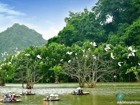 Tản mạn chuyện... Chim