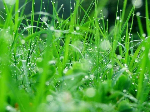 Hương cỏ mật