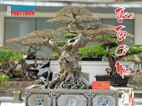 Tạp chí Khoa học Phát triển Nông thôn Việt Nam cung cấp dịch vụ số hóa dữ liệu cây cảnh nghệ thuật