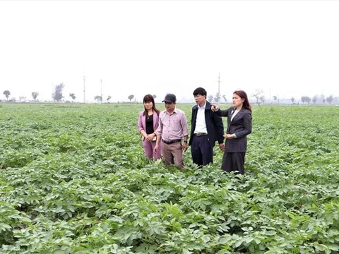 Xây dựng chính sách đặc thù khuyến khích phát triển nông nghiệp trên TP Hà Nội