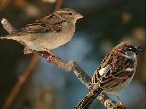 Hiểu định luật chim sẻ: bí quyết sống an nhiên tuổi xế chiều