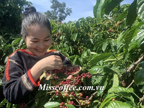 Chất riêng giữa cà phê rang mộc pha máy và pha phin