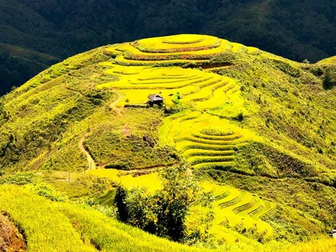 Sắc vàng Tây Bắc