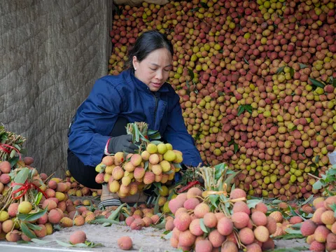 Mùa thu hoạch vải chín sớm phù cừ