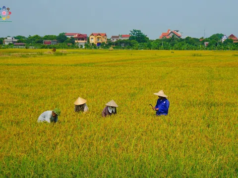 CỘI NGUỒN CỦA RIÊNG TÔI – Làng “LỘI”