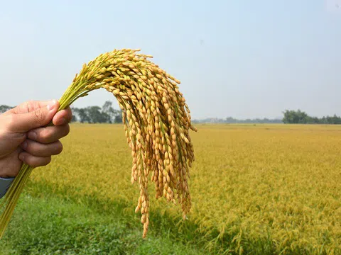 Ngày 9/10: Giá gạo xuất khẩu giảm nhẹ