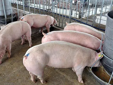 Giá lợn hơi hôm nay 16/10: Điều chỉnh trái chiều trên toàn quốc