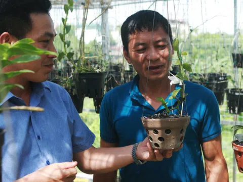 Đại gia Hà Nội nghiện "nàng Kiều Phi Yến”, có người trả 800 triệu vẫn không bán