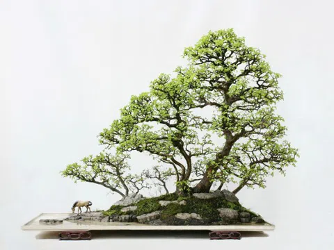 Nghệ thuật Bonsai, nơi hội tụ của tình bạn và sự hòa hợp