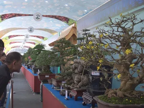 Mãn nhãn hàng ngàn tác phẩm Triển lãm Bonsai - Suiseki Châu Á - Thái Bình Dương 2019 tại Suối Tiên, TP. Hồ Chí Minh