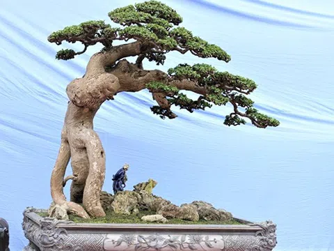 Duối cổ “Thế võ Bình Định”: Báu vật của Huỳnh Gia Tây Sơn