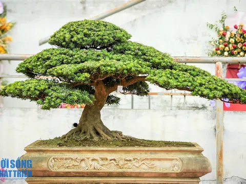 Bonsai art exhibition Zhejiang