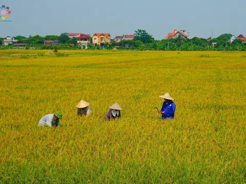 Em Có Về Cùng Xây Dựng Quê Hương.