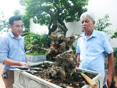 Mãn nhãn với vườn cây bonsai dáng quái giữa “lưng chừng trời” ở Hà Nội