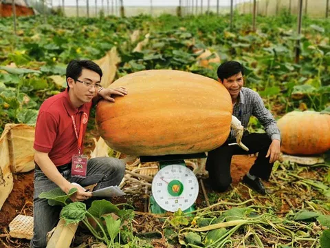 Xác lập kỷ lục quả bí ngô lớn nhất Việt Nam nặng 126,6 kg