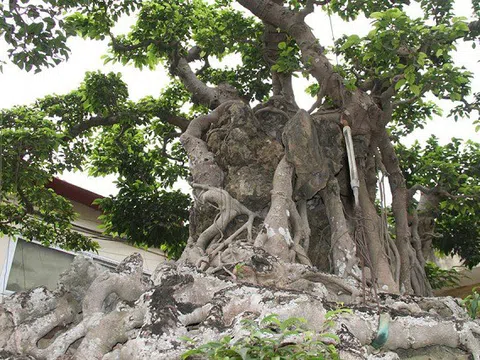 Cửu Long Tranh Châu: Bí mật ẩn sau một tuyệt phẩm thiên nhiên và sáng tạo của con người