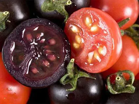 Phát triển giống cà chua tím giàu anthocyanin