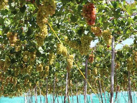 Trồng nho “ba màu” giúp nông dân Ninh Thuận tăng thu nhập