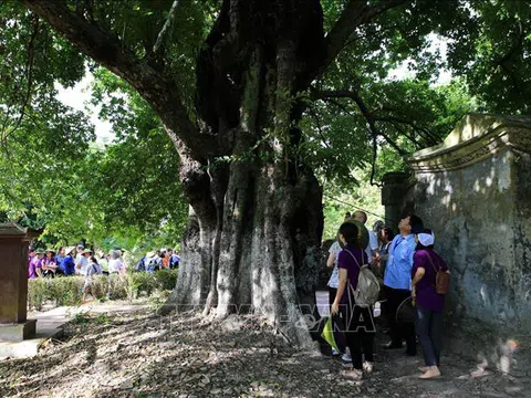 Bảo tồn cây di sản-Hình thức bảo tồn đa dạng sinh học hiệu quả