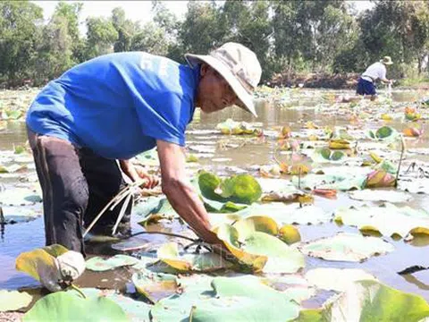 Trồng sen đem lại hiệu quả kinh tế cao ở vùng Đồng Tháp Mười