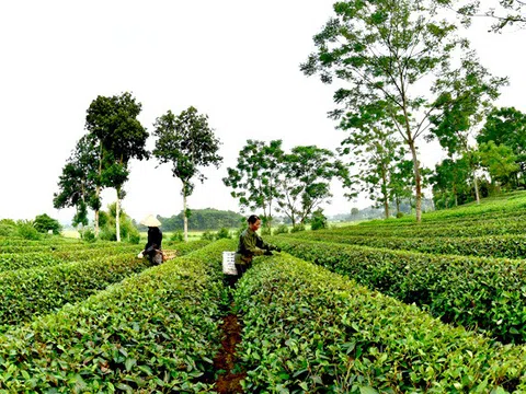 Độc đáo hương vị chè xứ Tuyên