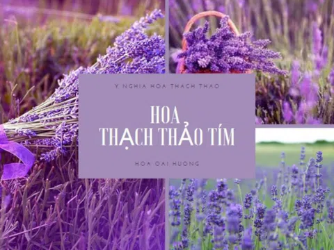 Khám phá các loài hoa màu tím đẹp nhất hiện nay