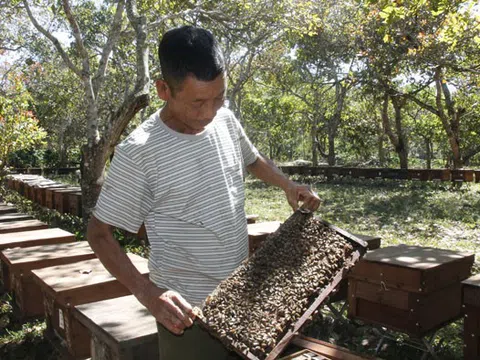 Theo những mùa hoa đi "đánh" mật