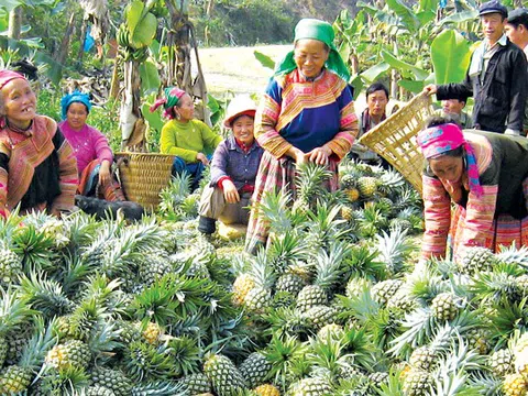 Lào Cai: Xuân này Cốc Phương