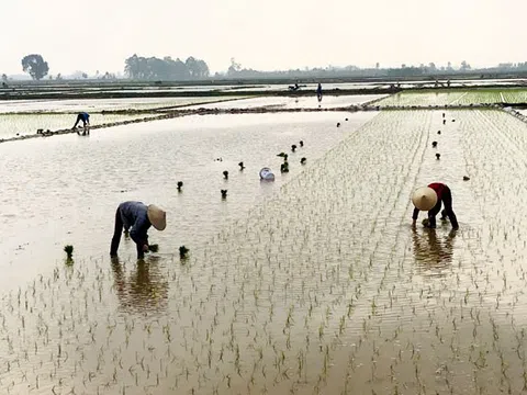 Một số địa phương đã đủ nước gieo cấy vụ Đông Xuân