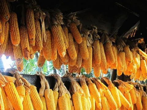 Một công trình nghiên cứu khoa học thiết thực