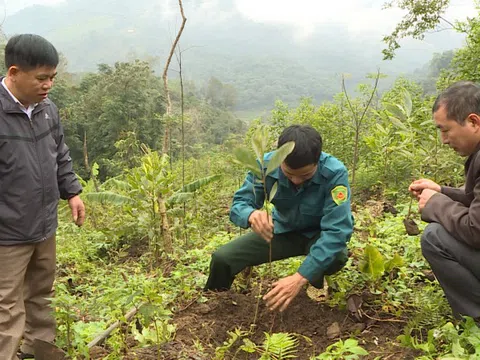 Hà Giang: Bắc Mê - Điểm sáng trồng rừng