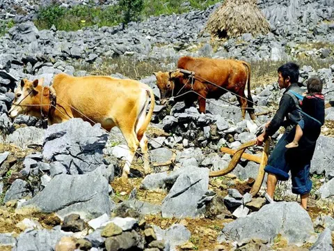 Hà Giang: Thổ canh hốc đá