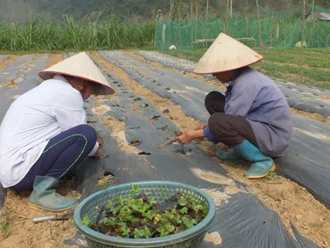 Tuyên Quang: Trồng thành công dược liệu Đương quy trên đất Na Hang