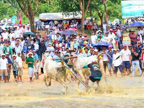 An Giang: Nâng Hội đua bò Bảy Núi lên tầm quốc tế