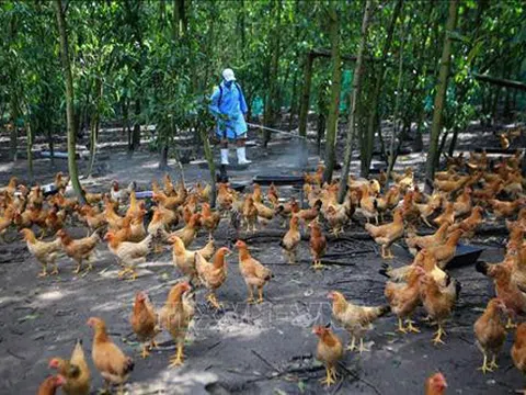 Cả nước có 11 tỉnh, thành xuất hiện dịch cúm gia cầm