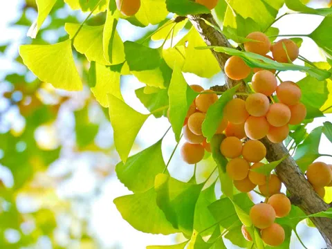 Bạch quả trị “não cá vàng”
