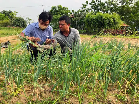 Gia Lai: Trồng hành tím lợi nhuận cao