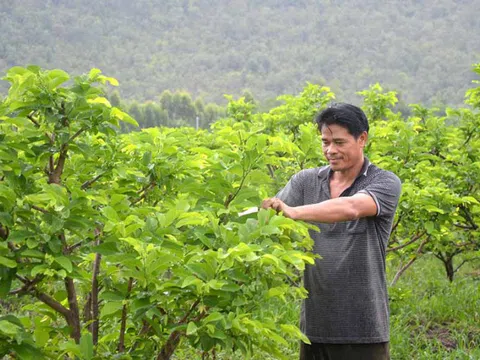 Biến đất cằn thành vườn quả ngọt