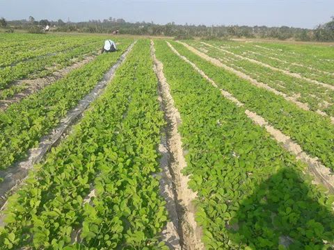 Lạc mô hình nhân rộng CSA cho năng suất cao