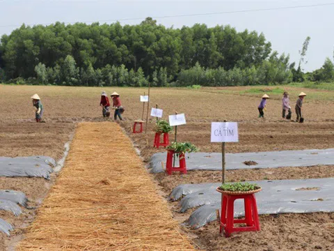 Sản xuất rau, củ, quả theo công nghệ Nhật Bản