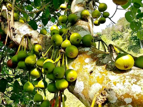 Ngọt mát quả vả rừng