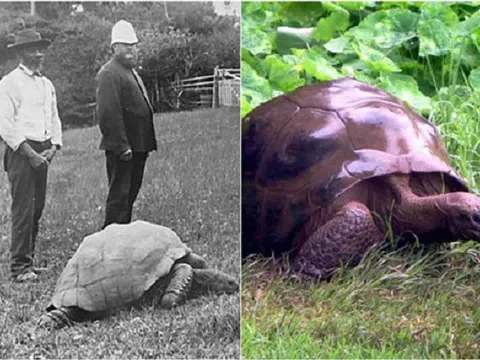 Cụ rùa khổng lồ sống qua 3 thế kỷ