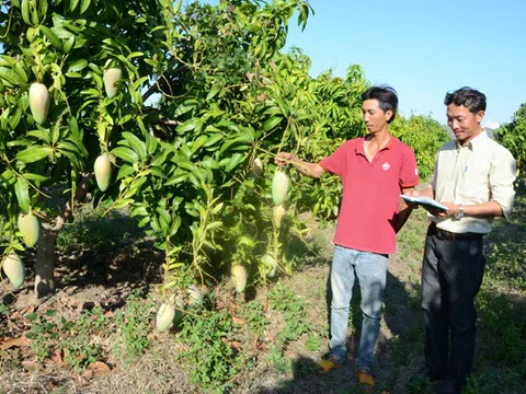 Gia Lai: Những tỷ phú ở Pờ Tó